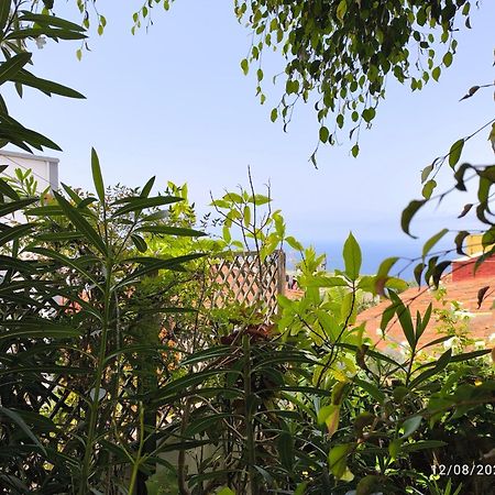 Casa Flora Garden Studio El El Sauzal Dış mekan fotoğraf