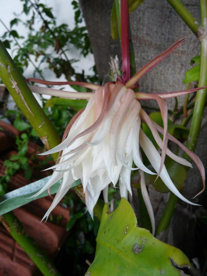 Casa Flora Garden Studio El El Sauzal Dış mekan fotoğraf