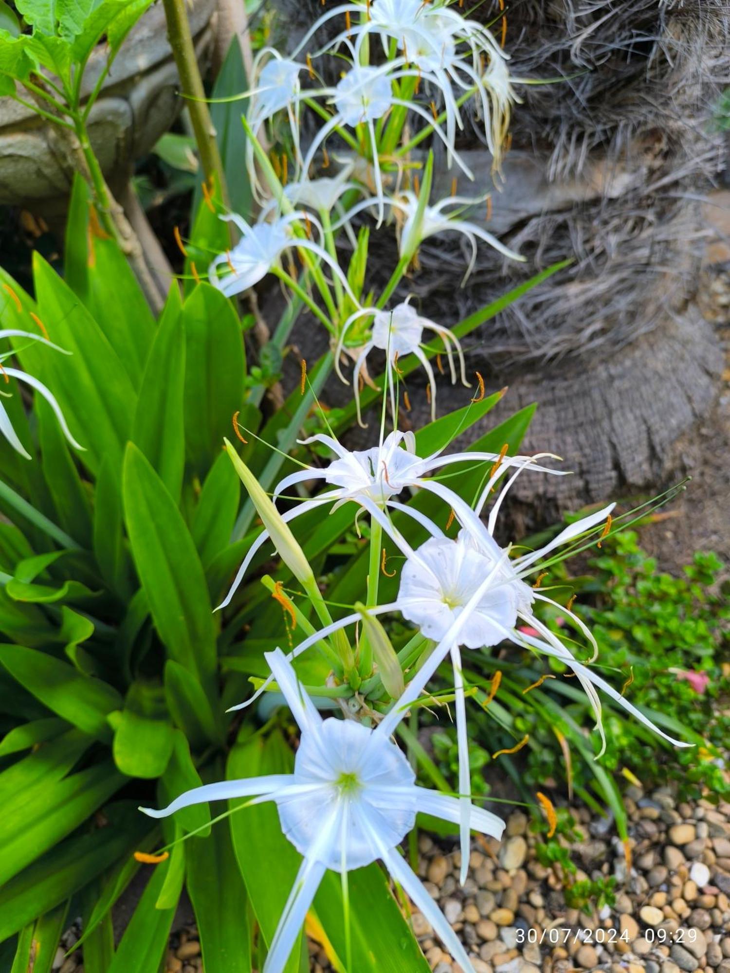 Casa Flora Garden Studio El El Sauzal Dış mekan fotoğraf