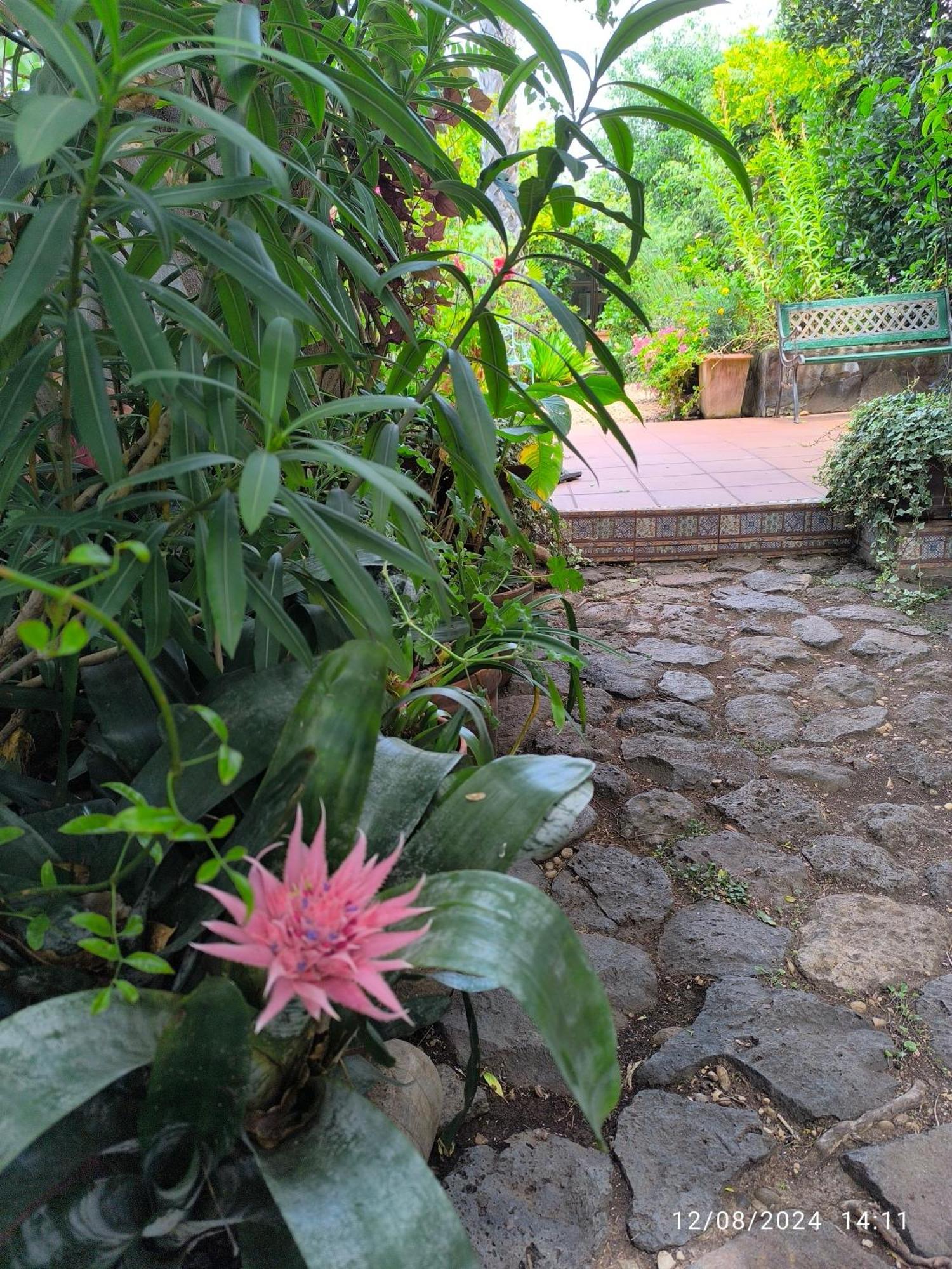 Casa Flora Garden Studio El El Sauzal Dış mekan fotoğraf